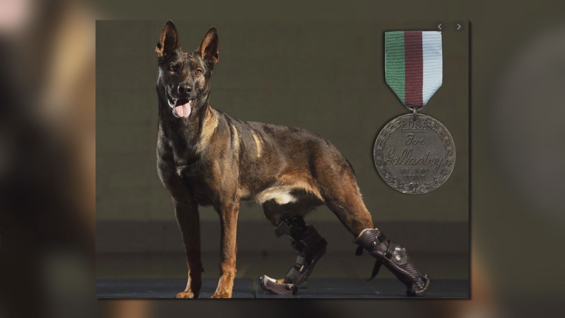 【環球薈報】英軍三歲軍犬獲頒英勇勳章