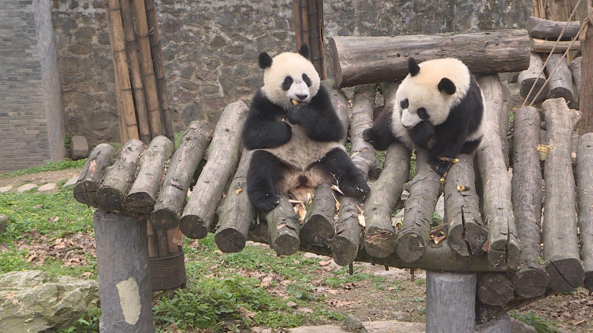 【環球薈報】研究指野生大熊貓會以馬糞保暖