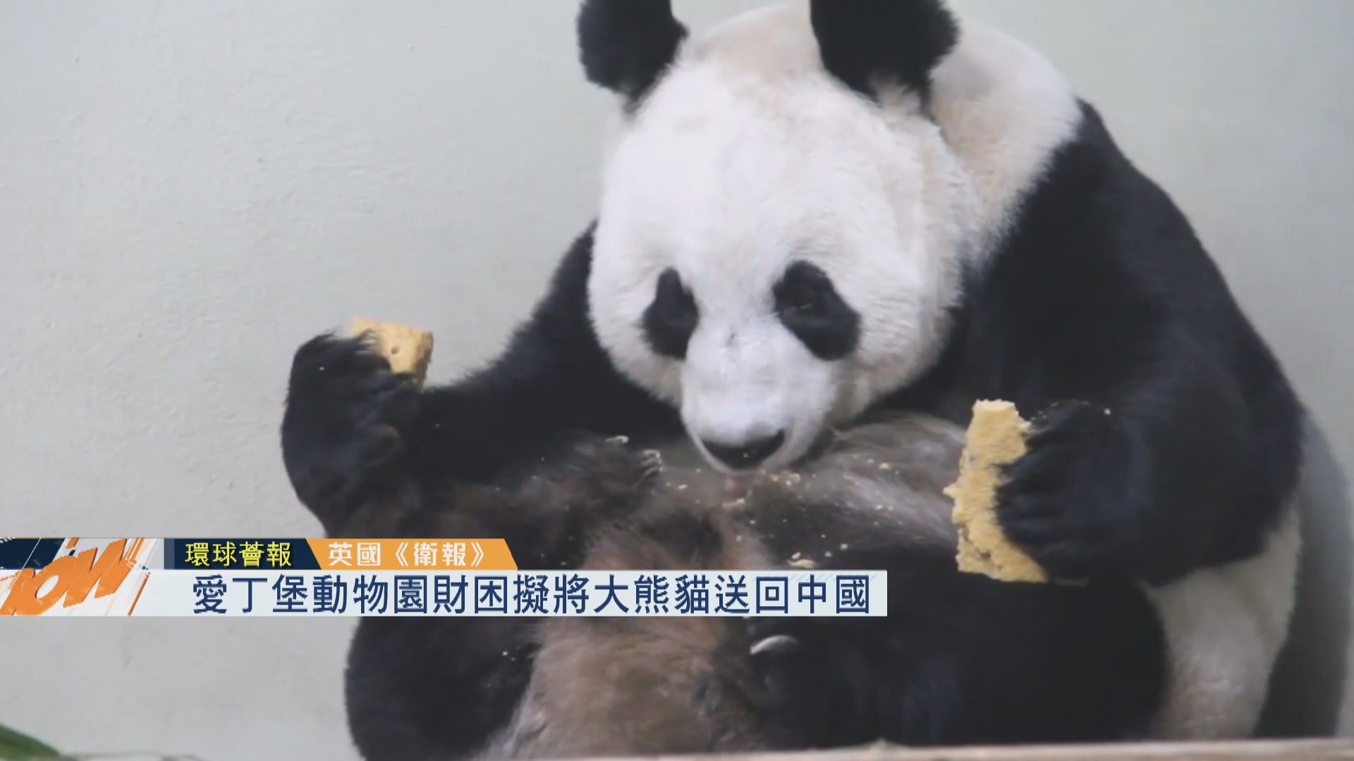 【環球薈報】愛丁堡動物園財困擬將大熊貓送回中國