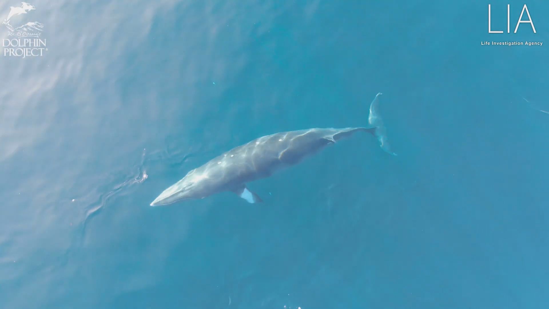 【環球薈報】日本太地町有小鬚鯨被困漁網多日