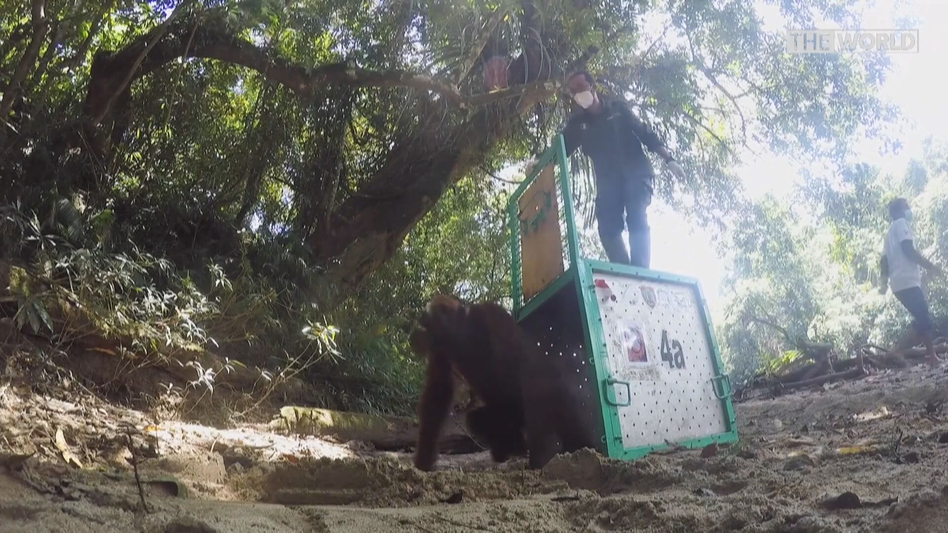【環球薈報】婆羅洲猩猩放歸野外因疫情停頓近一年