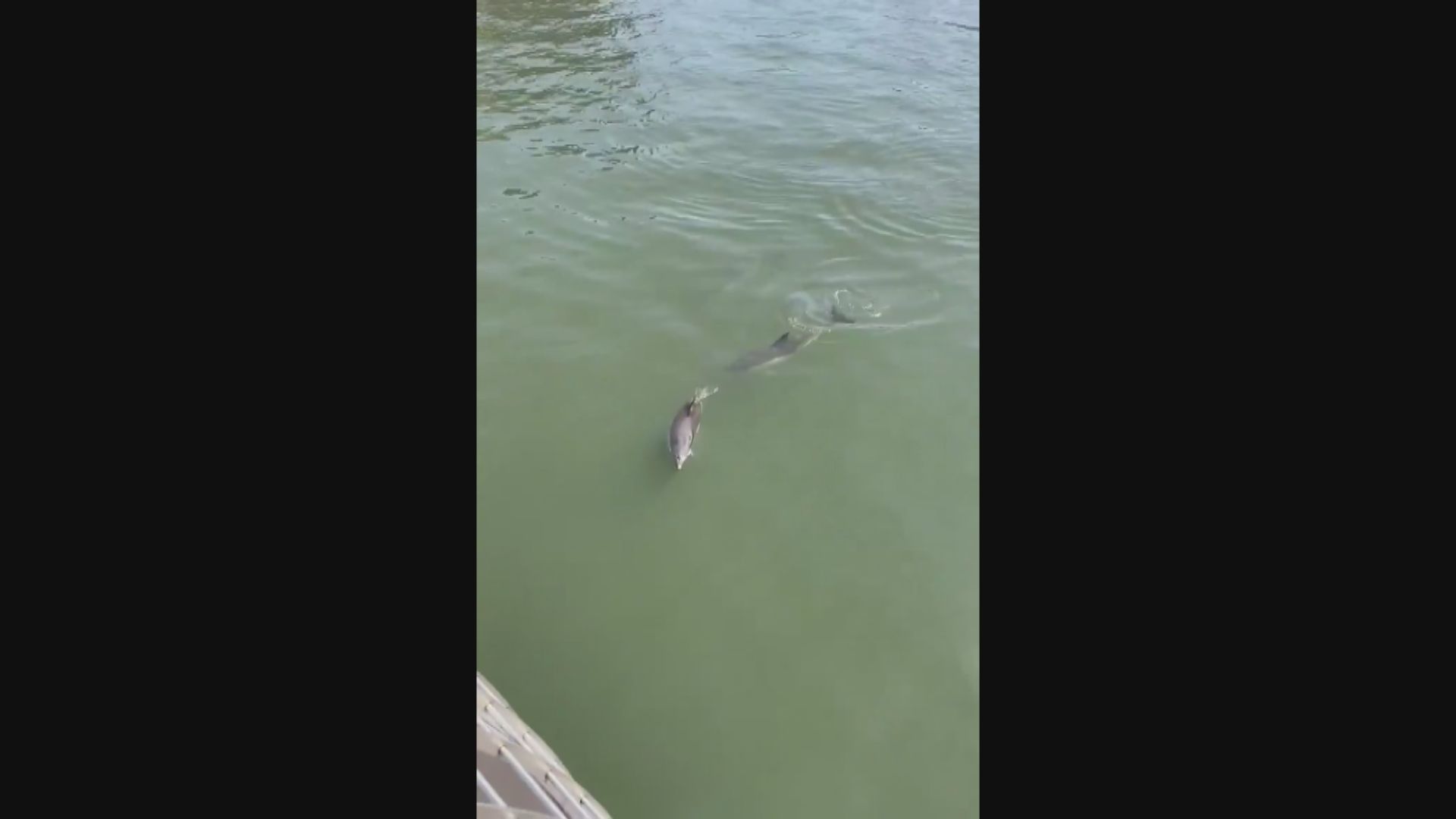 【環球薈報】紐約東河河水質改善　海豚再次出現