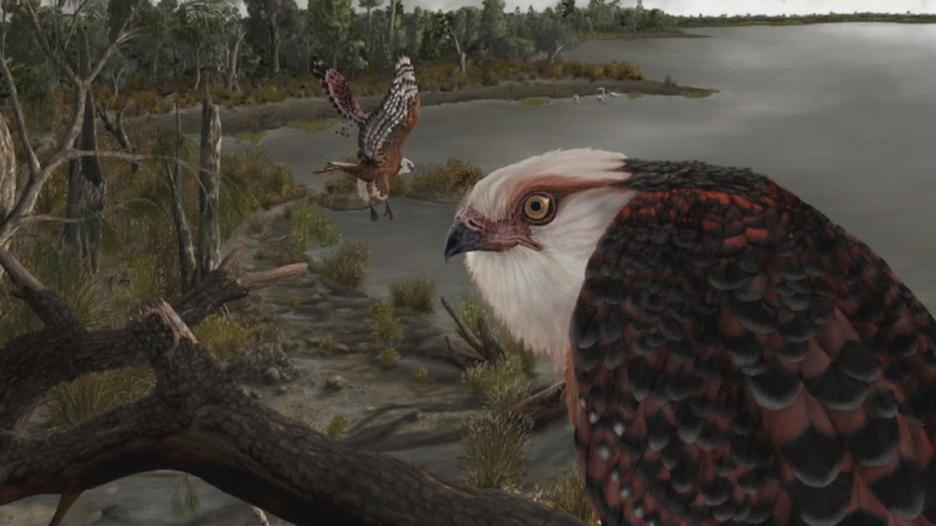 【環球薈報】澳洲南部發現2500萬年前的新物種