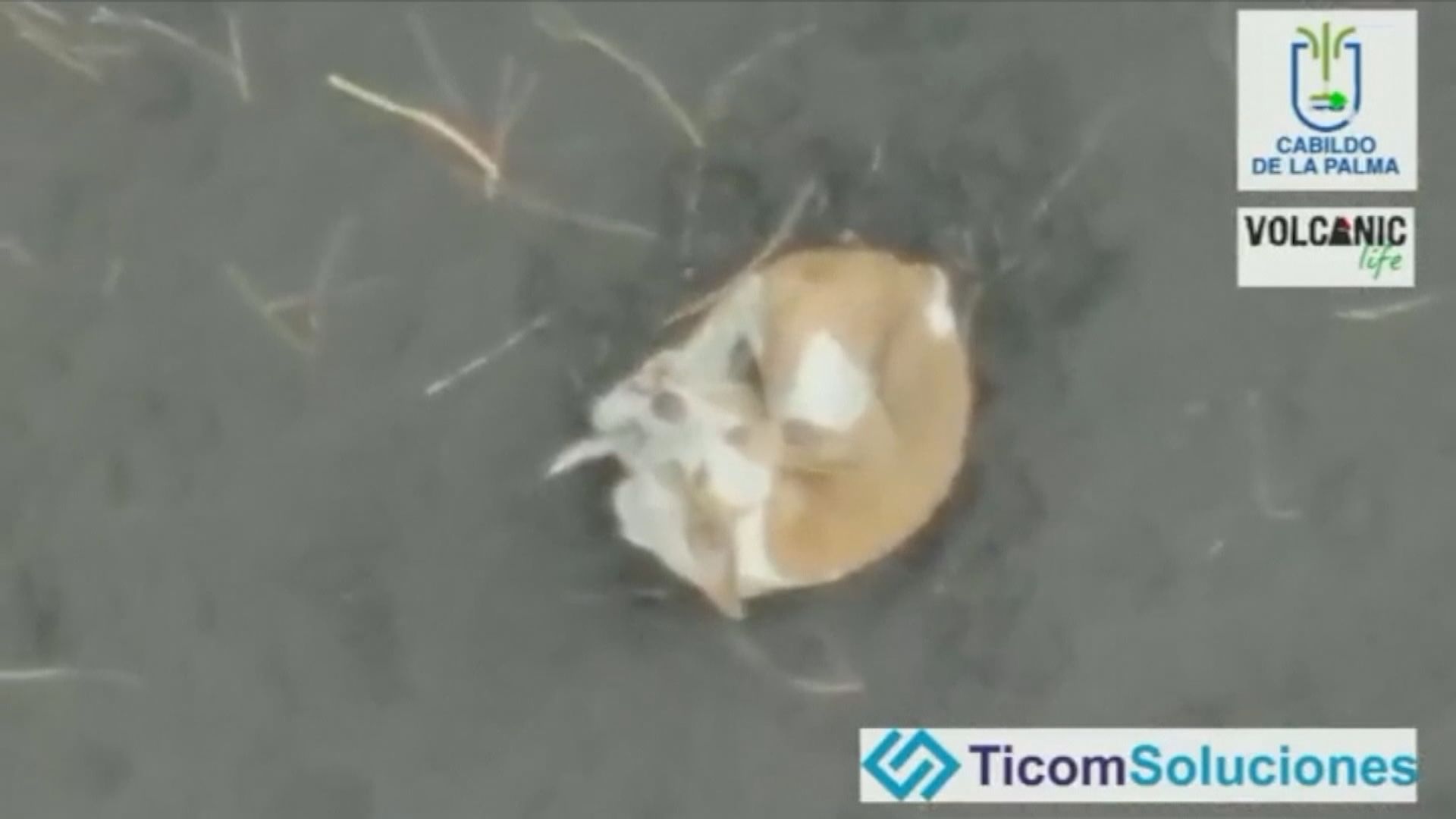 【環球薈報】四隻狗被熔岩圍困逾月　西班牙擬用無人機營救