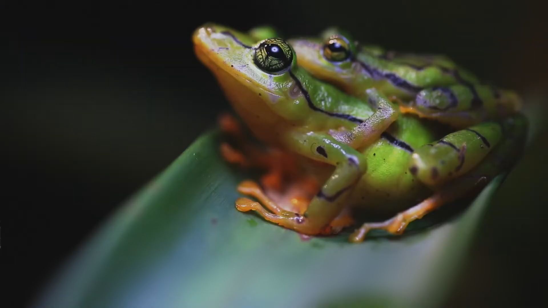 【環球薈報】長鼻丑角蛙或阻厄瓜多爾大型銅礦開採