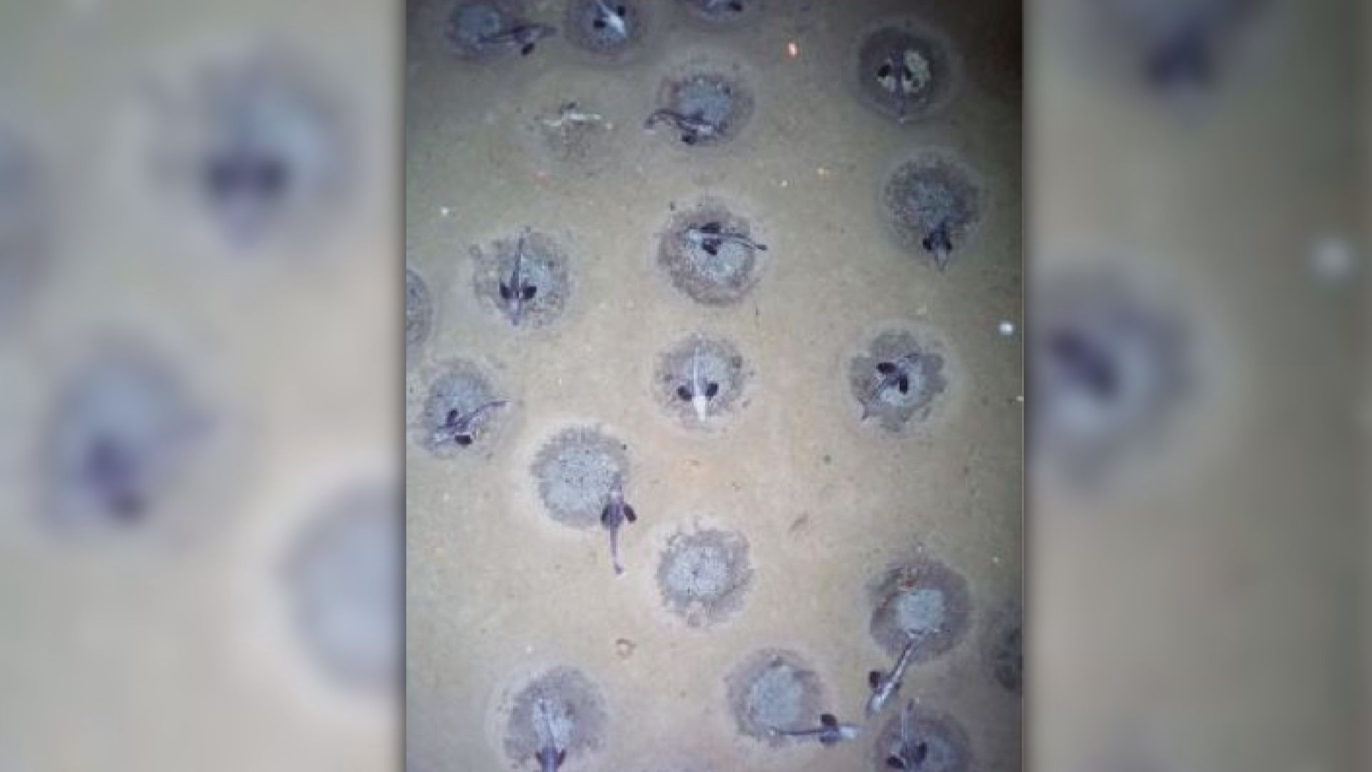 【環球薈報】有研究團隊發現最龐大冰魚群居地　魚巢多達6000萬個