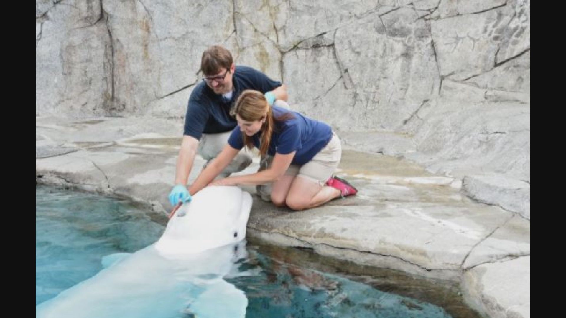 【環球薈報】加拿大五條送往美國作研究用途的白鯨　其中兩條死亡