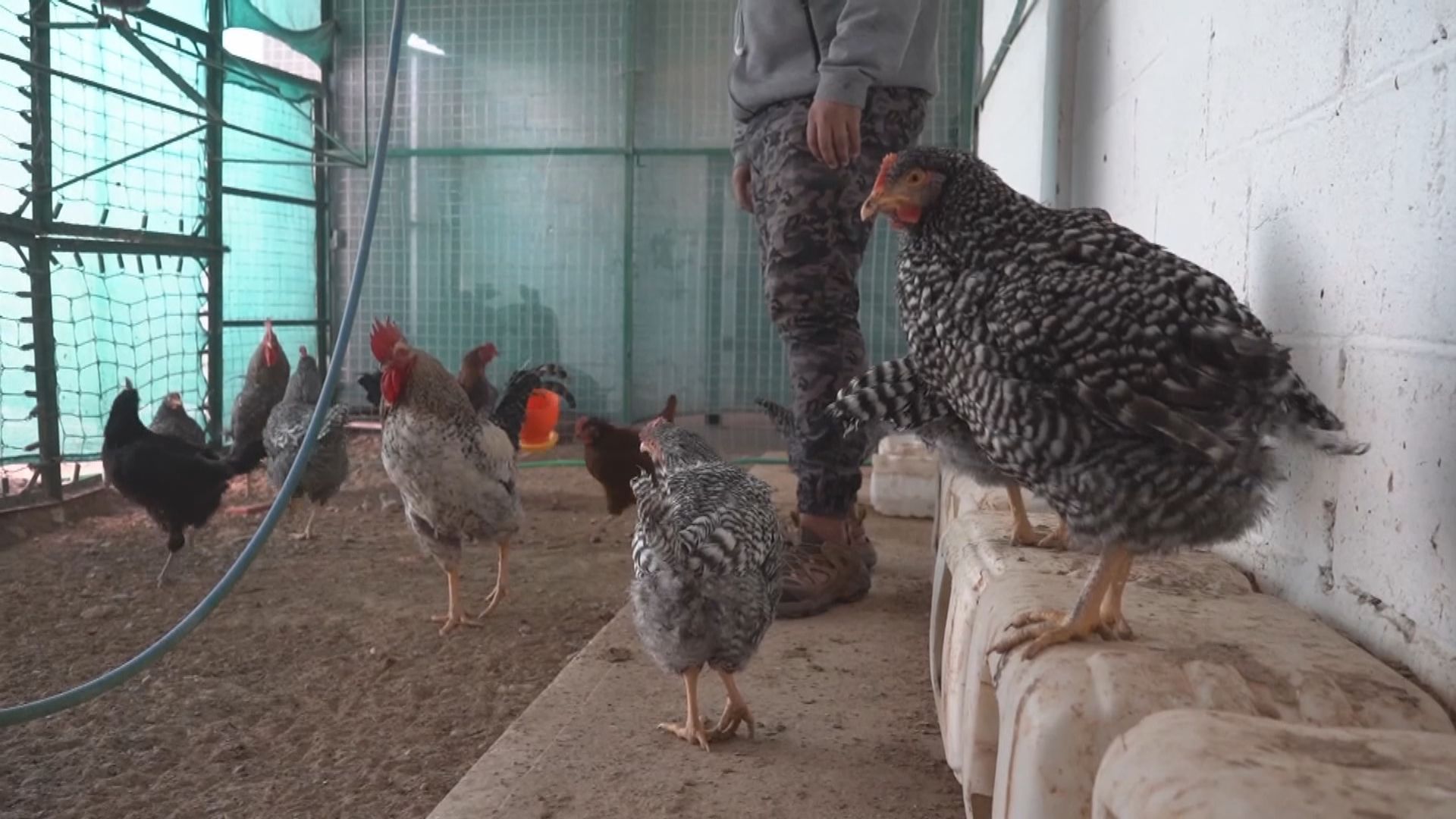 【環球薈報】英國研究發現雞約於3500年前才被人類馴化