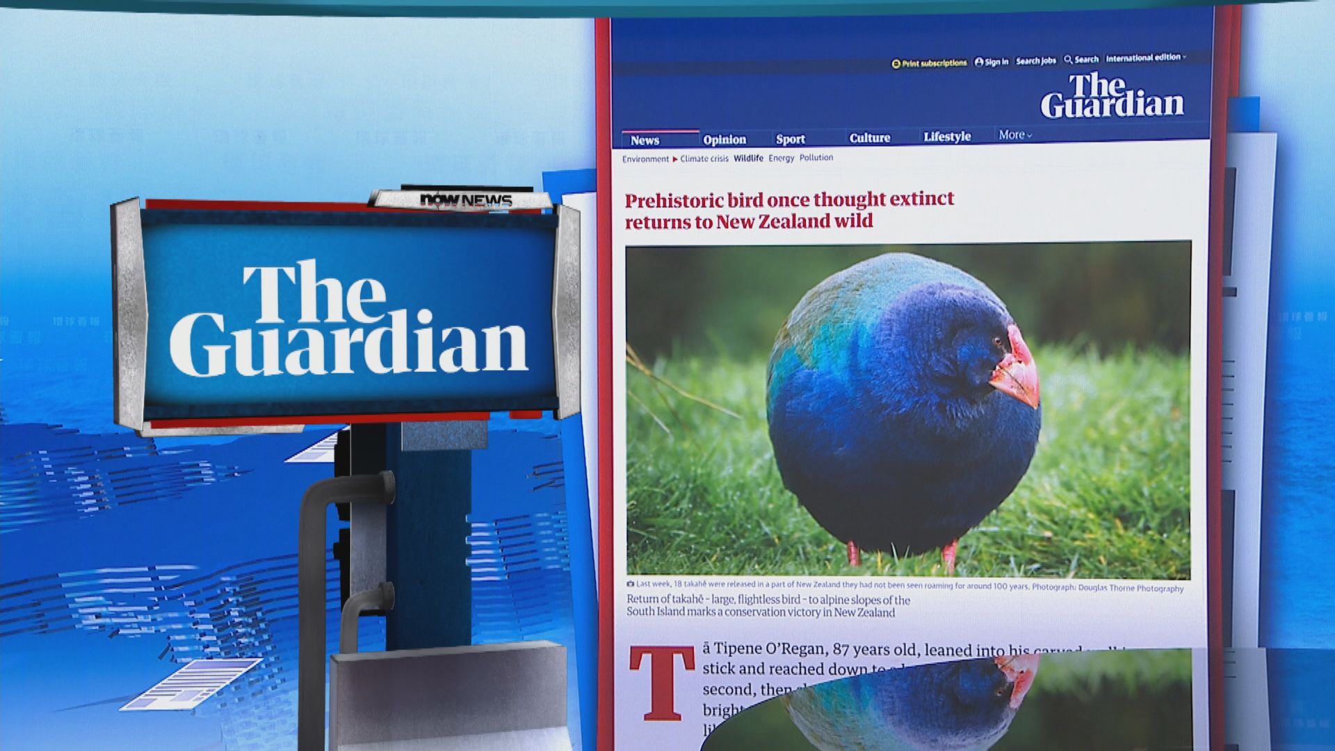 【環球薈報】新西蘭將曾被認為已滅絕的短翅水雞送回野外