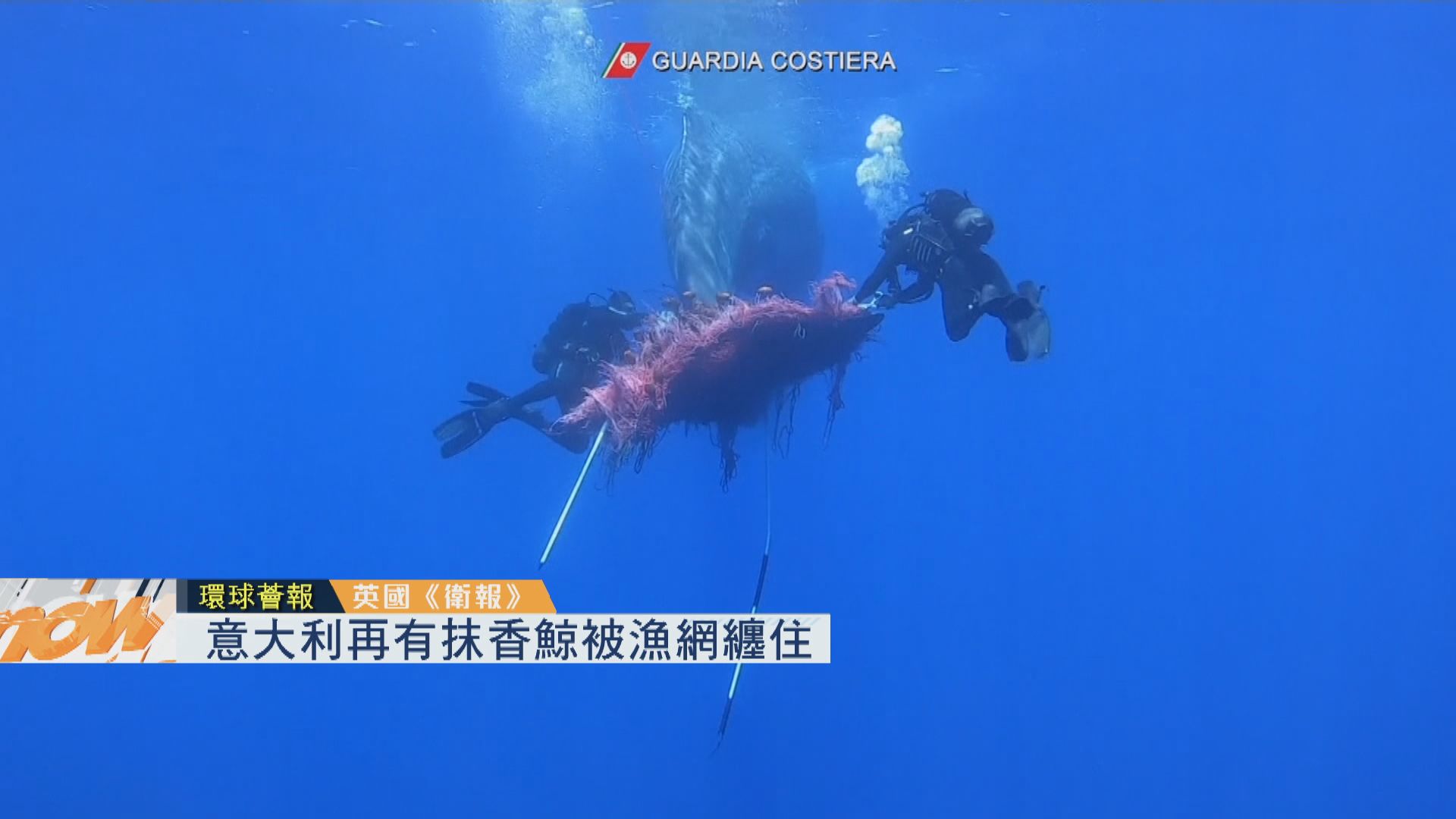 【環球薈報】意大利再有抹香鯨被漁網纏住