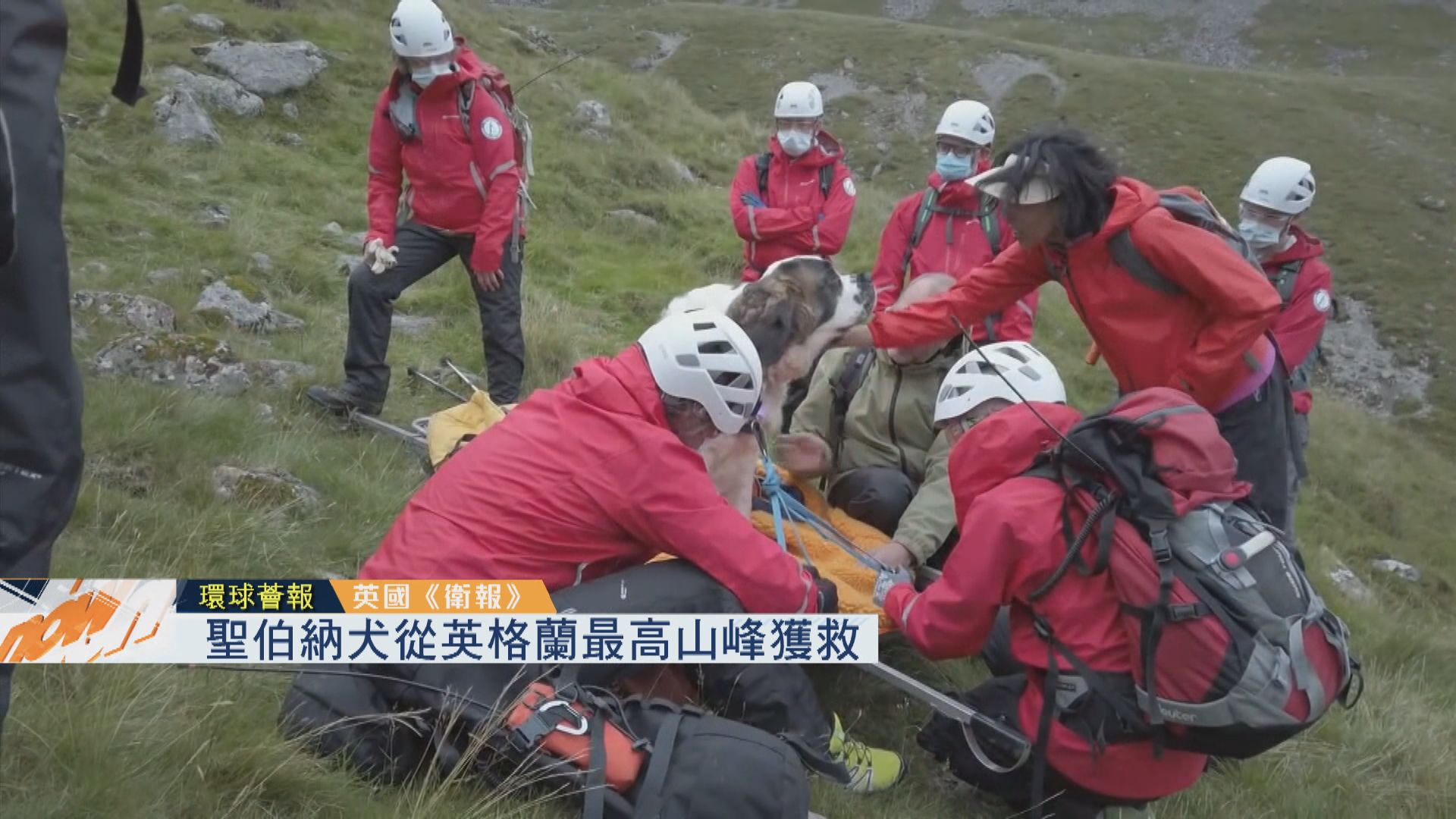 【環球薈報】聖伯納犬從英格蘭最高山峰獲救