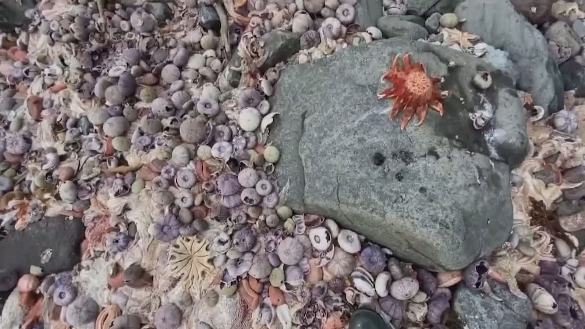 【環球薈報】俄羅斯遠東現海水污染　疑因火箭燃料洩漏