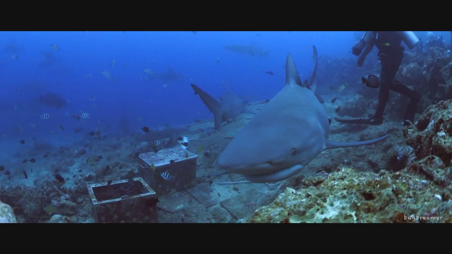 【環球薈報】研究發現低鰭真鯊也會交朋結友