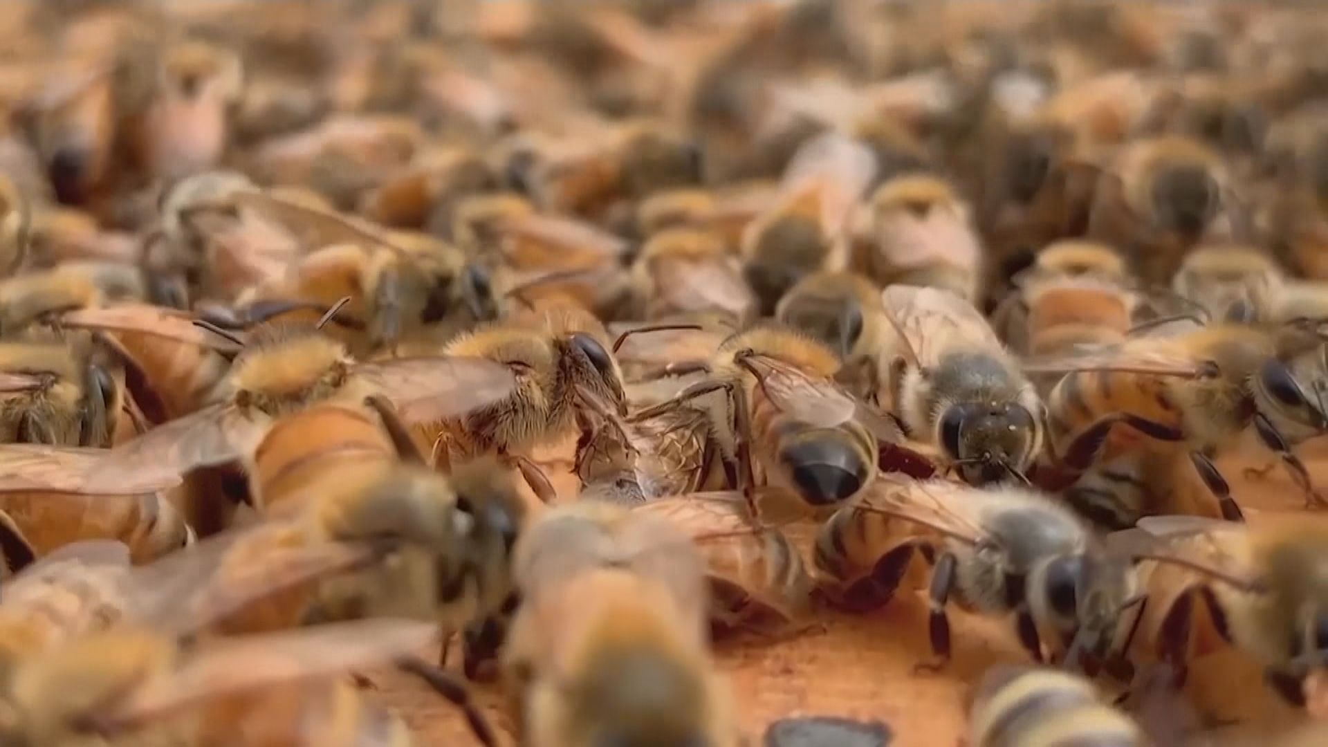 【環球薈報】研究指亞洲蜜蜂會以牲畜糞便「保護」蜂巢