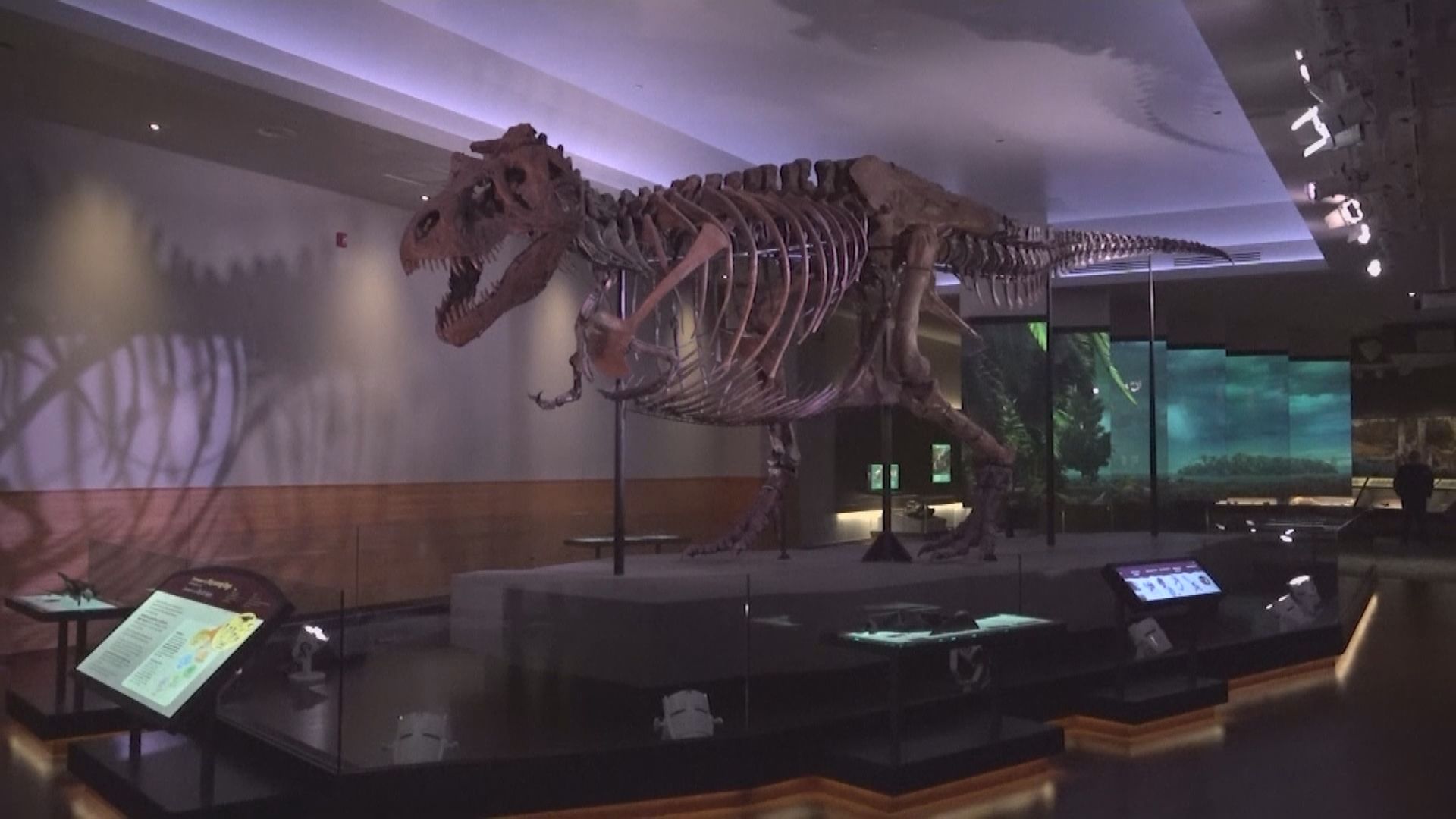 【環球薈報】古生物學家估算約25億隻暴龍曾存在於世