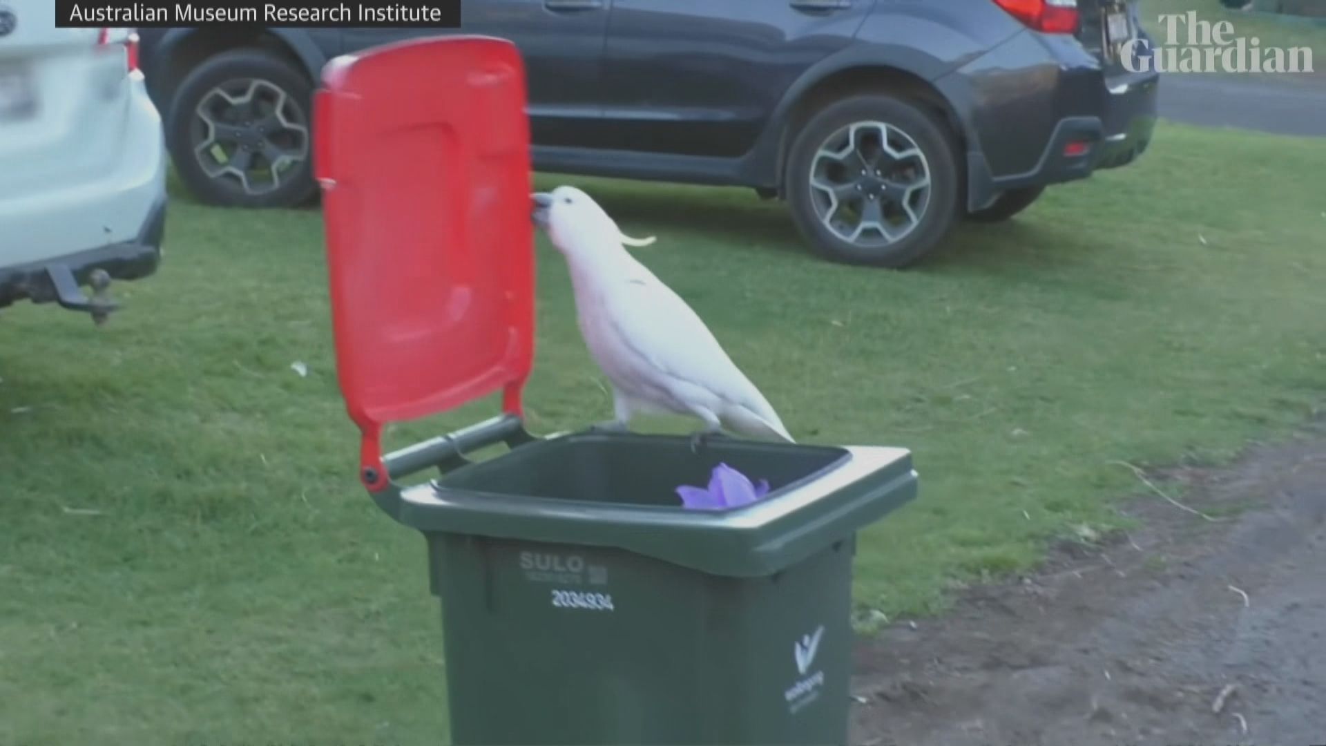 【環球薈報】澳洲有鸚鵡能互相學習打開垃圾桶蓋覓食