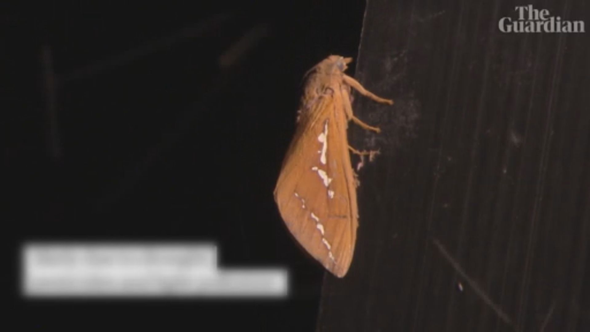 【環球薈報】澳洲逾百種物種被列入瀕危名單