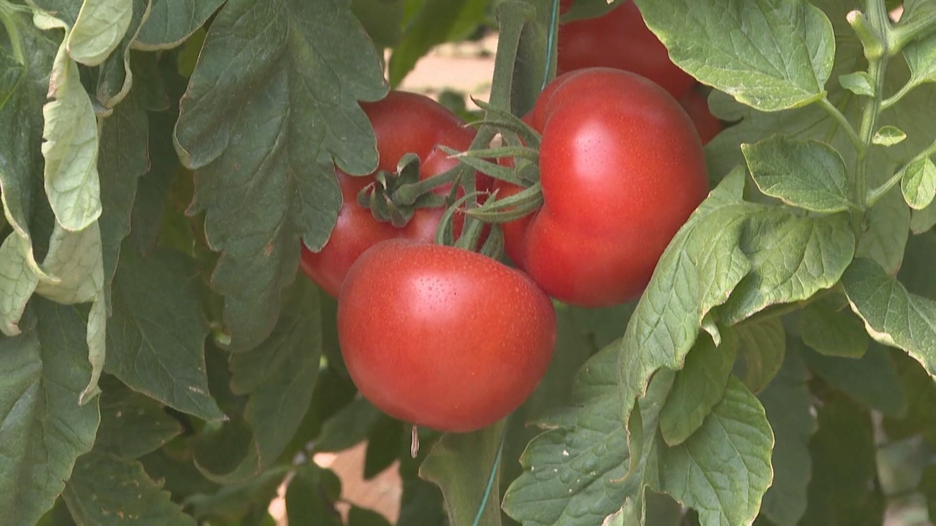 【環球薈報】透過基因改造技術　提升蕃茄維他命原D3