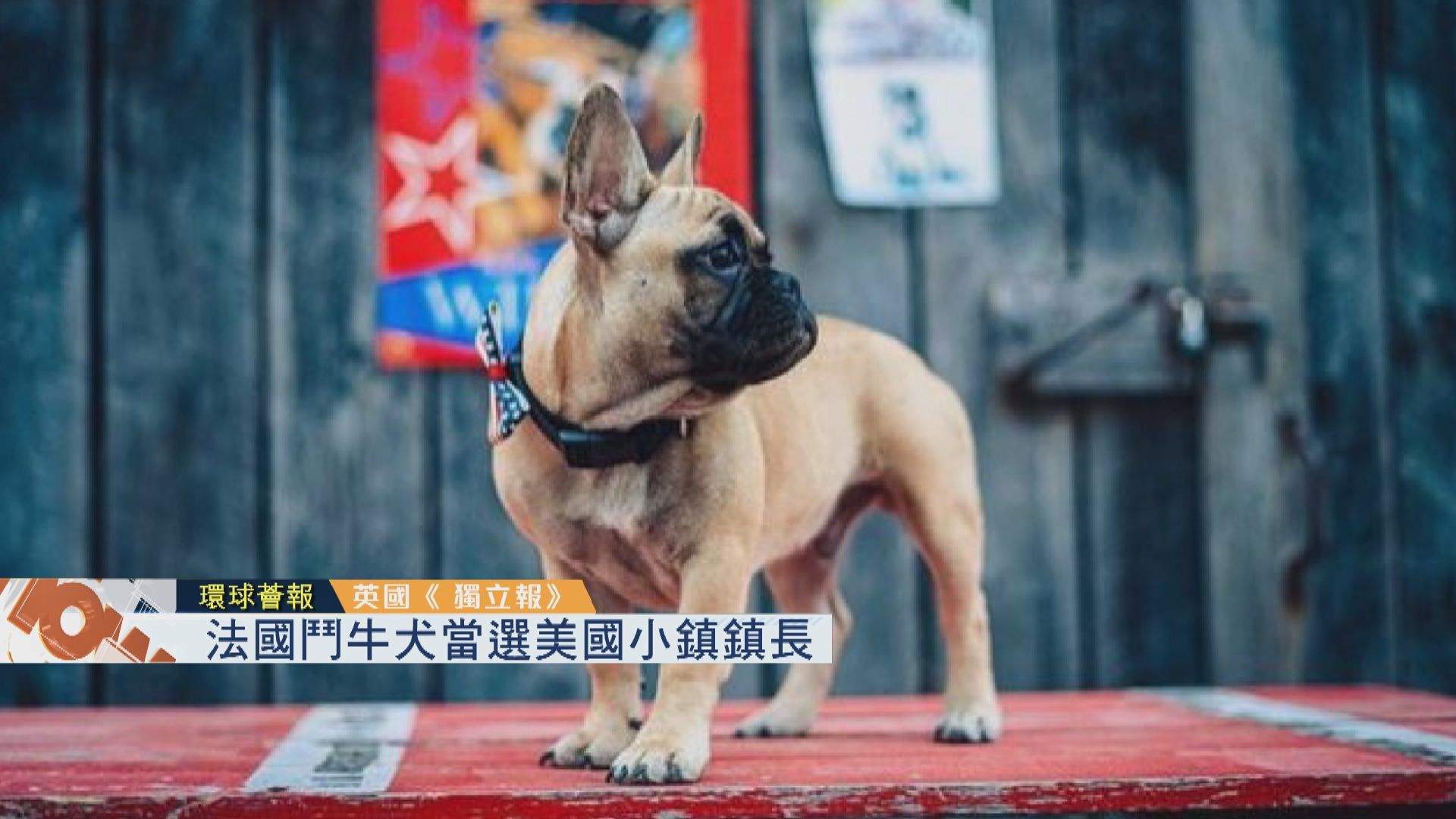 【環球薈報】法國鬥牛犬當選美國小鎮鎮長