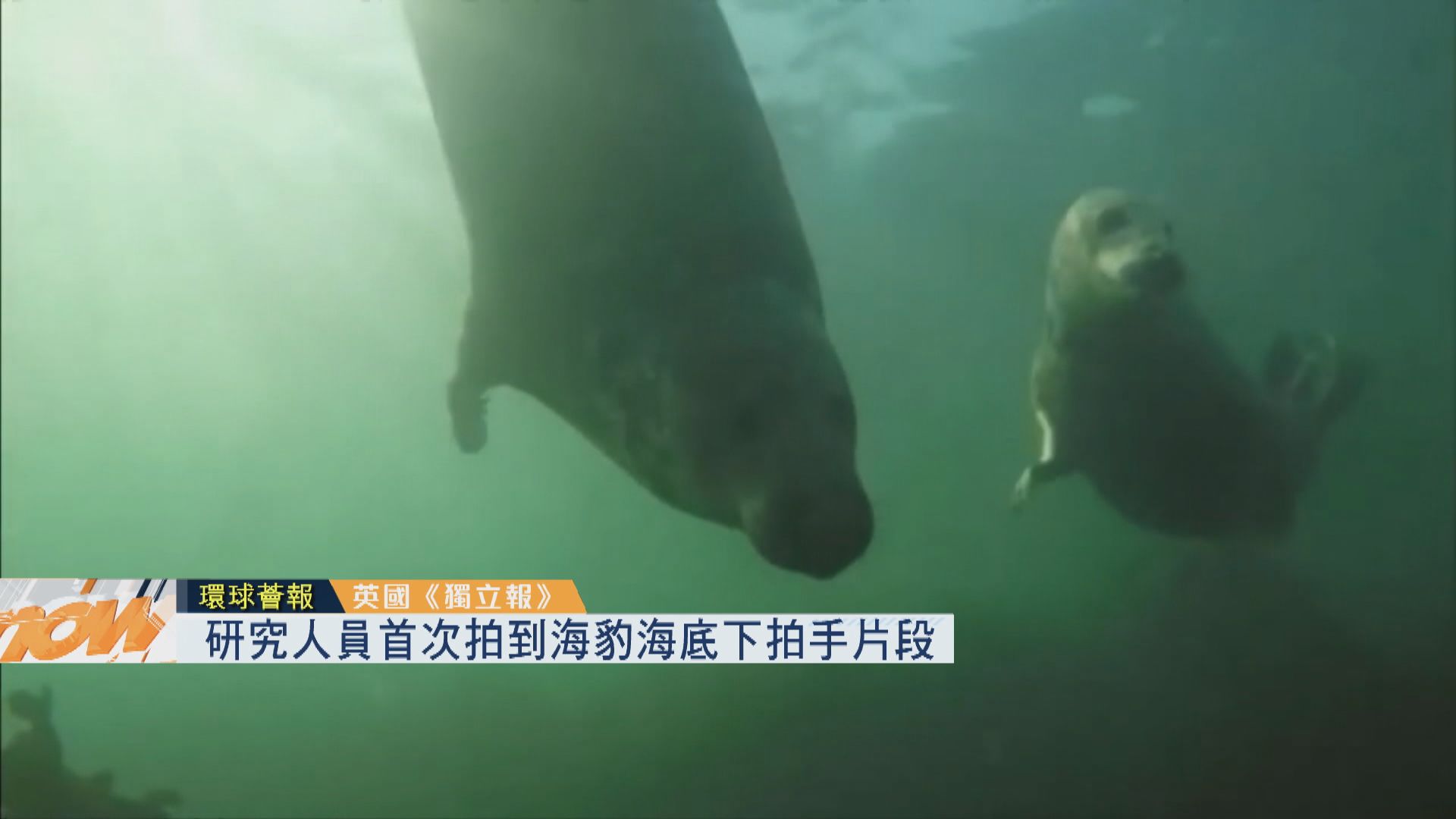 【環球薈報】研究人員首次拍到海豹海底下拍手片段