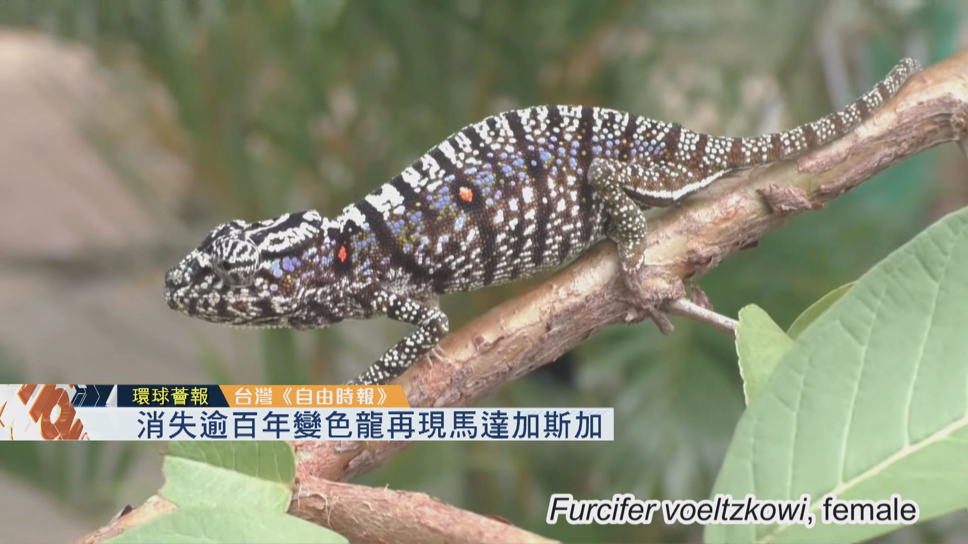 【環球薈報】消失逾百年變色龍再現馬達加斯加