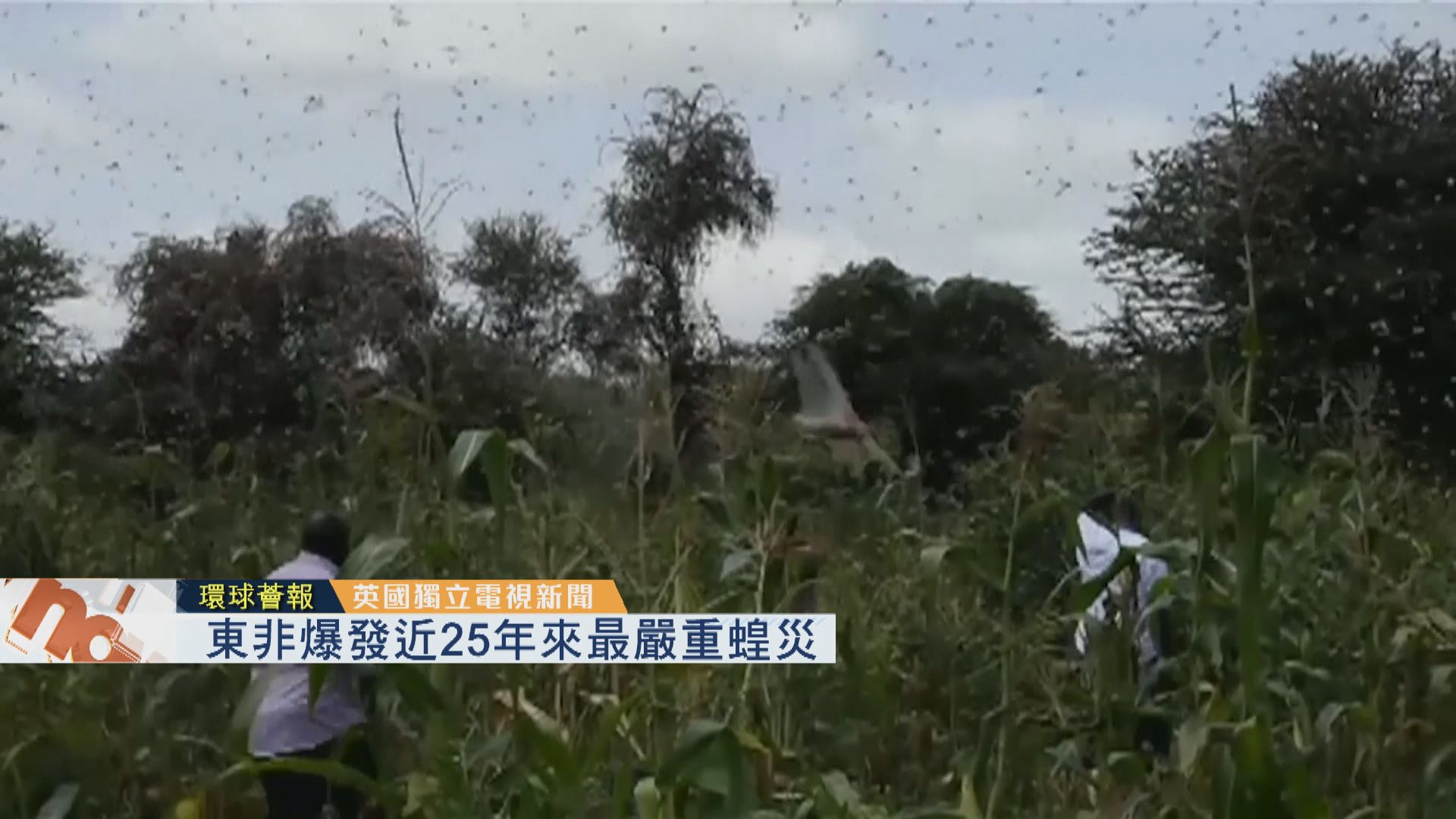 【環球薈報】東非爆發近25年來最嚴重蝗災