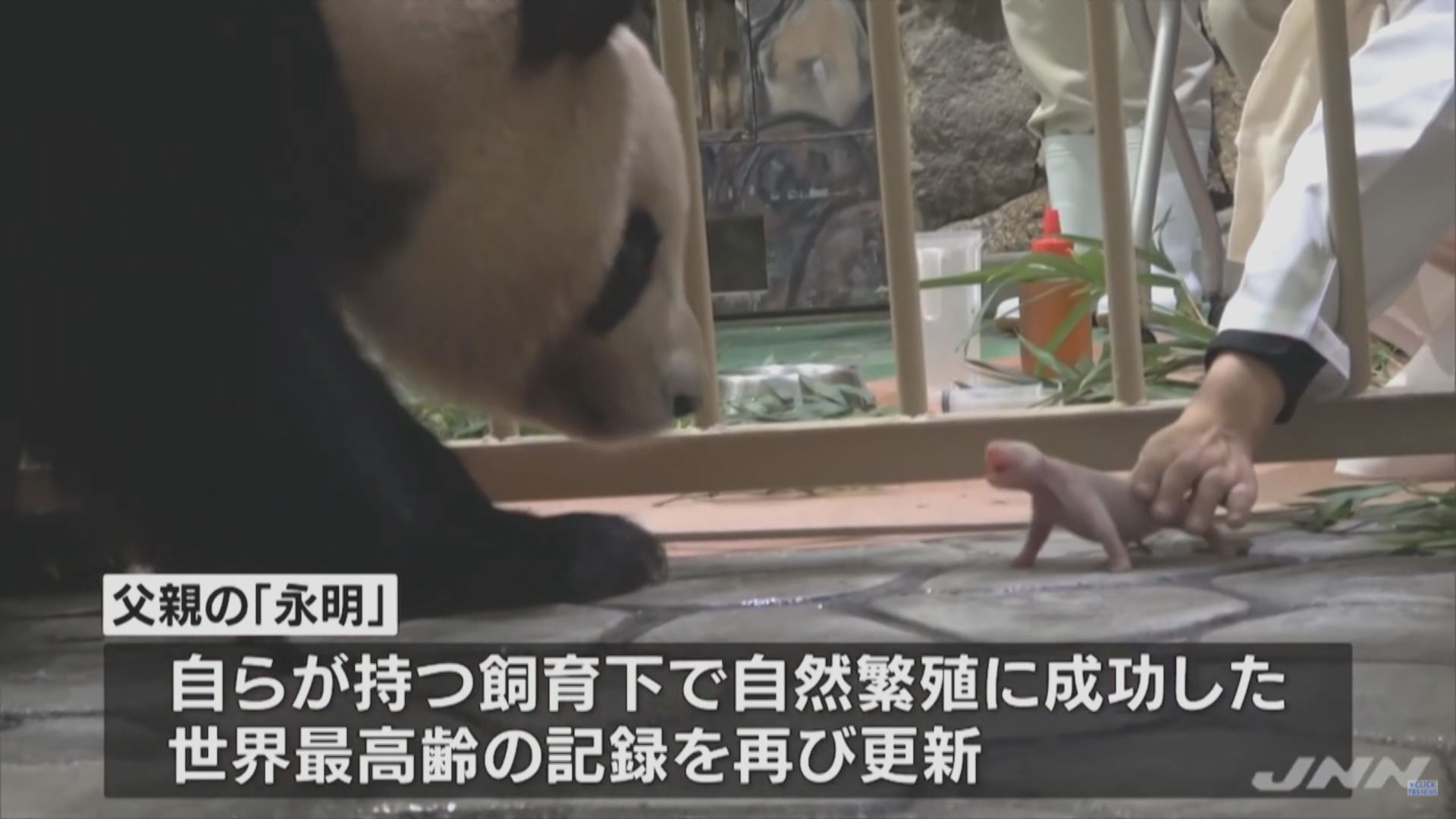 【環球薈報】在日大熊貓良濱誕下熊貓寶寶