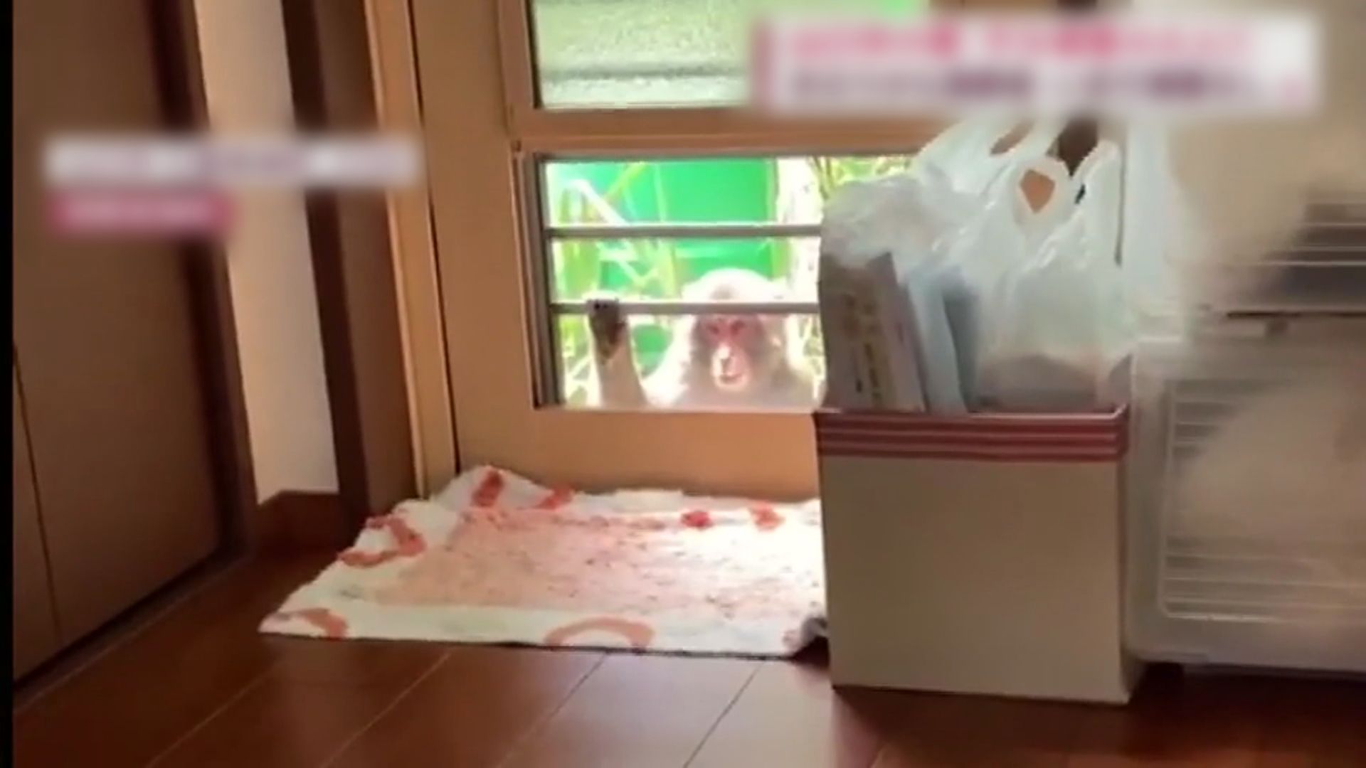 【環球薈報】彌猴大鬧山口市社區傷逾40人　當局以麻醉槍捕猴