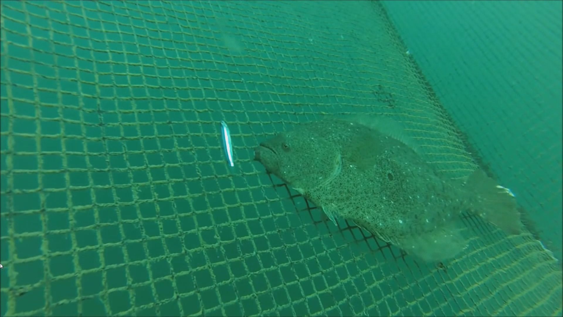 【環球薈報】東電以淨化核污水試養比目魚和鮑魚　確保污水能安全排放