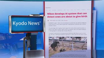 【環球薈報】AI系統能預警乳牛即將分娩