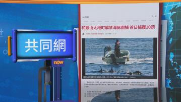 世味天下｜日本和歌山太地町解禁圍捕海豚　動保人士抗議