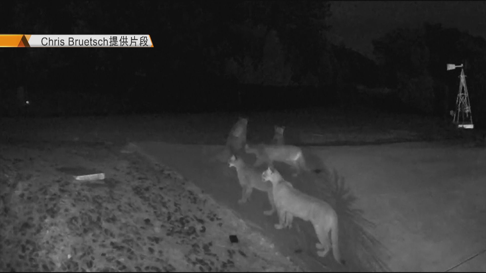 【環球薈報】加州五隻美洲獅罕有同場