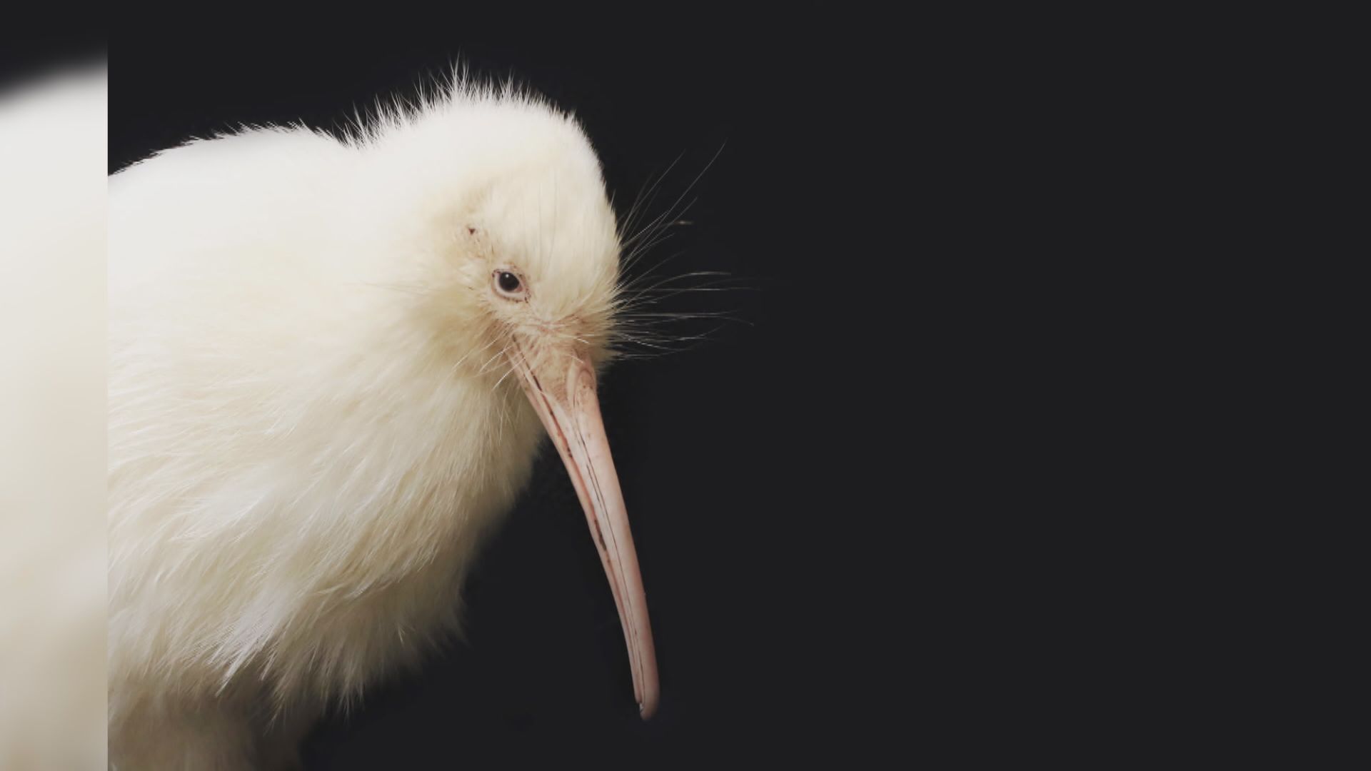 【環球薈報】新西蘭白色奇異鳥馬努庫拉逝世