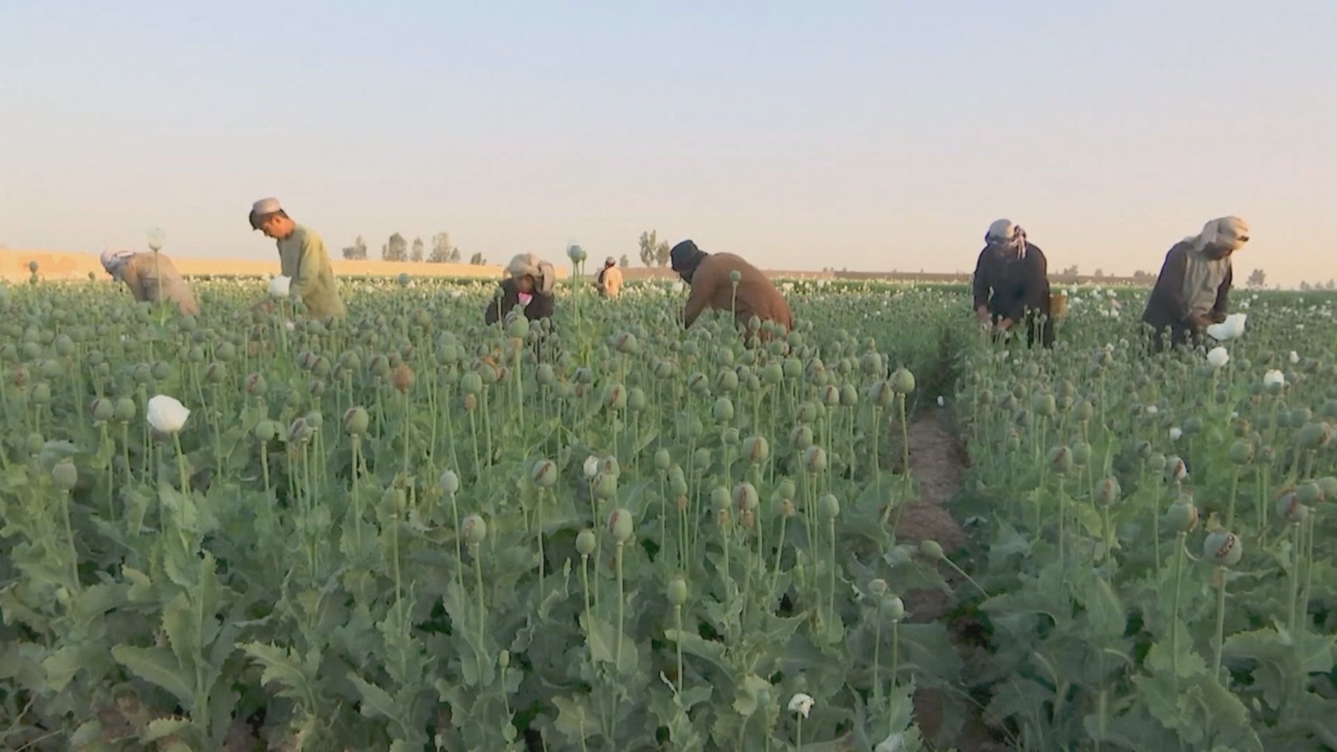 【環球薈報】阿富汗塔利班禁民眾種罌粟