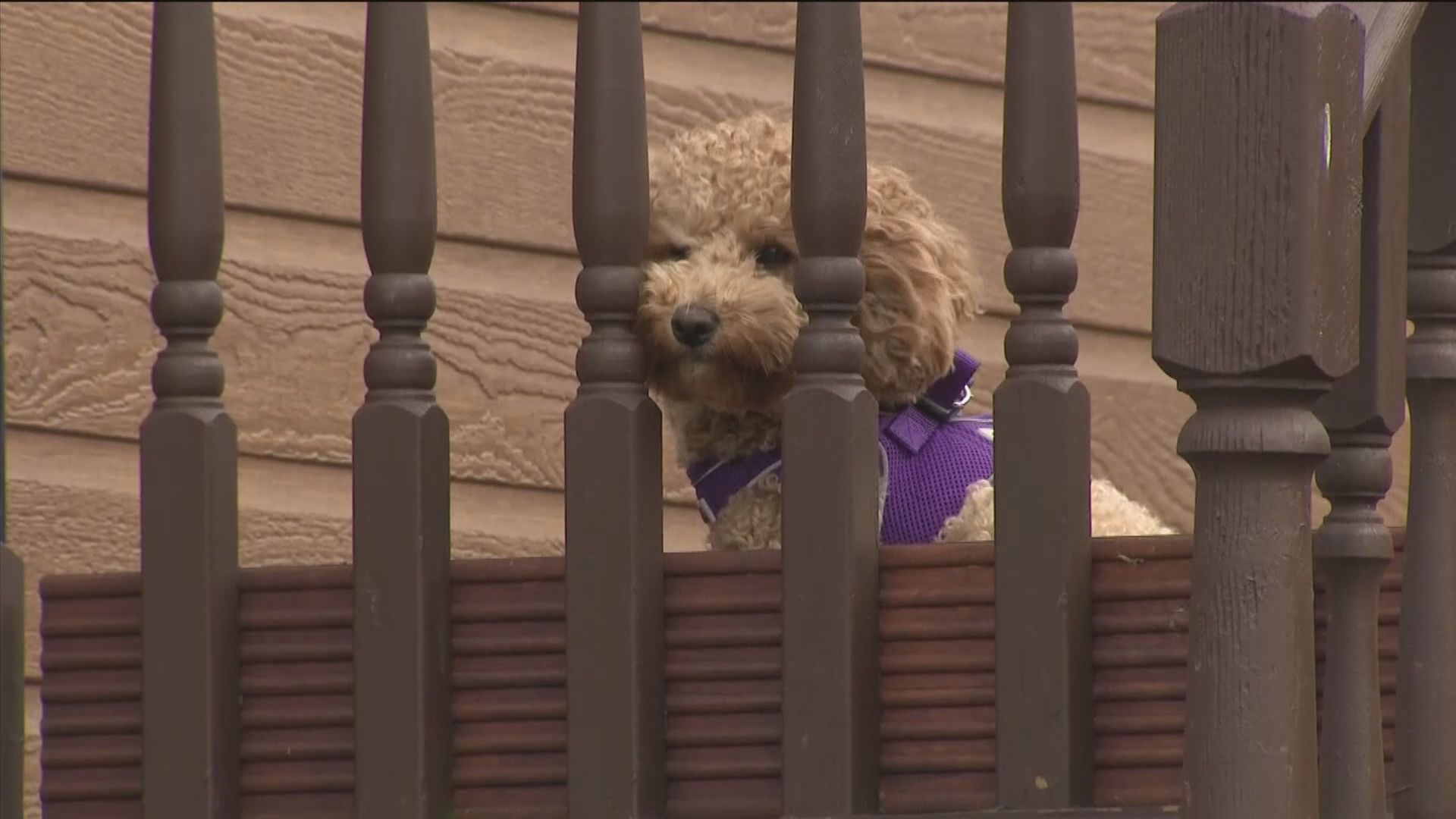 【環球薈報】英國去年有2760隻寵物犬失竊　數目創近七年新高