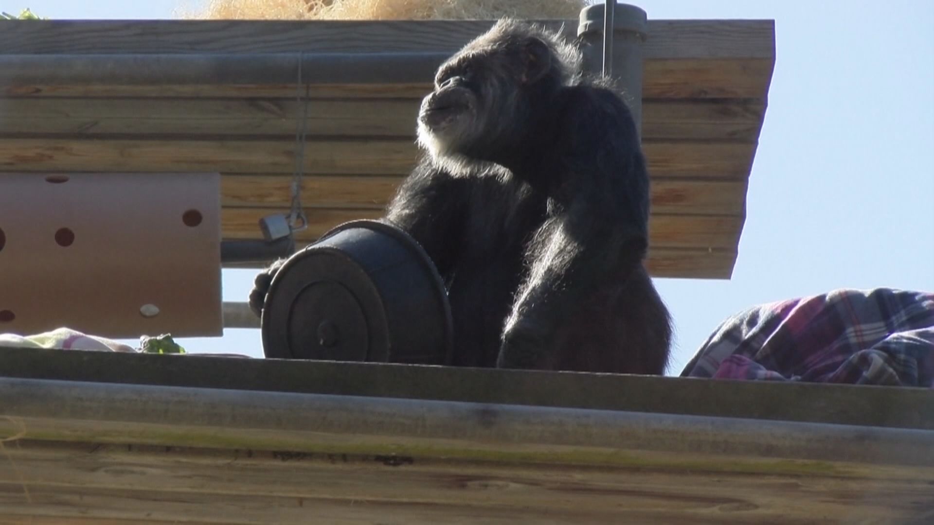 【環球薈報】全美最年長圈養雄性黑猩猩離世