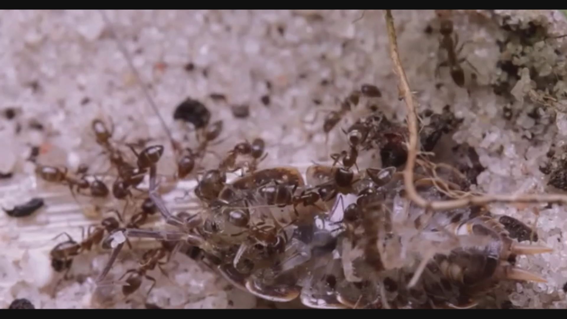 【環球薈報】阿根廷蟻「入侵」日本大阪機場