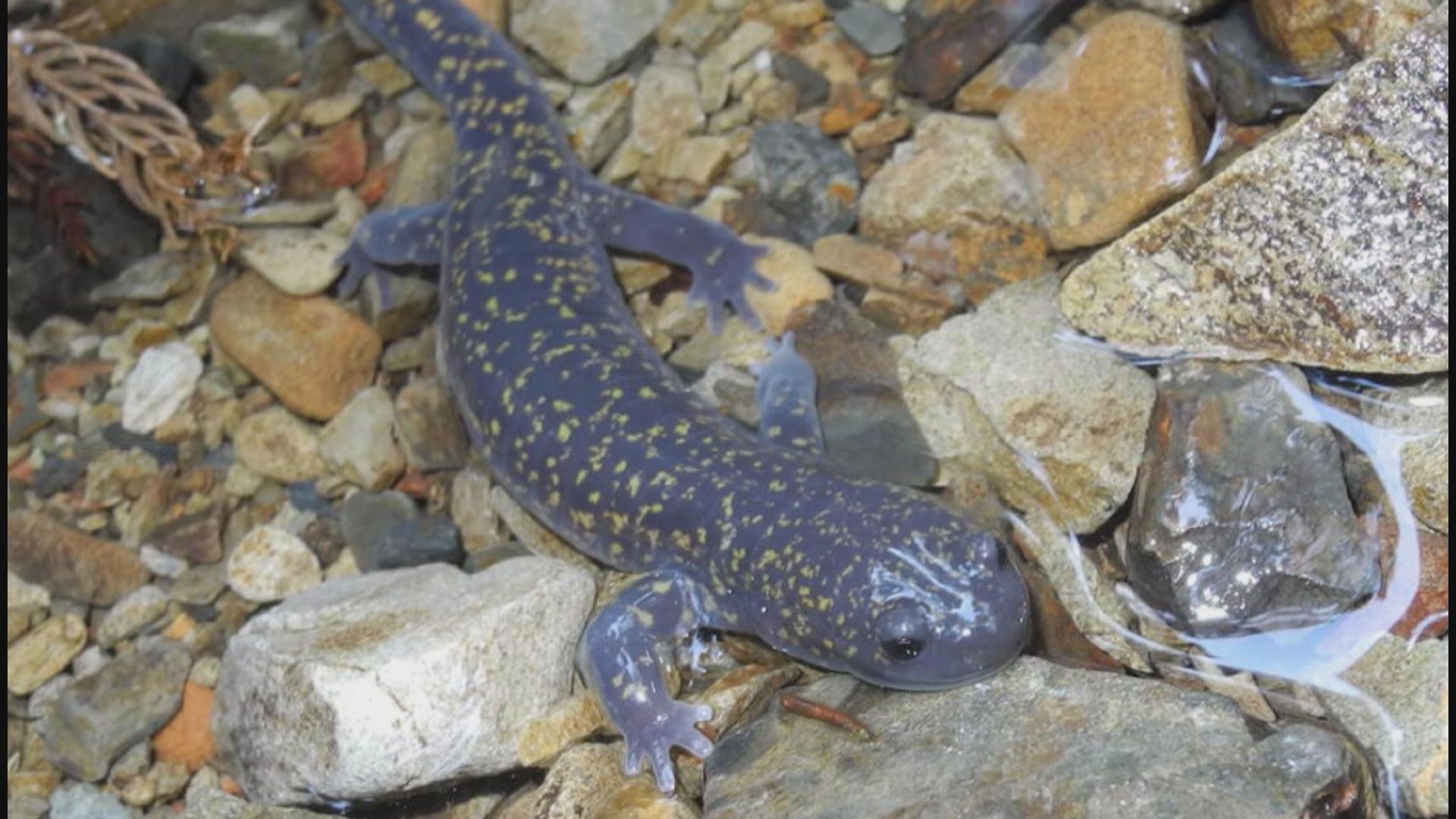 【環球薈報】日本過去十年發現約三十種新品種山椒魚