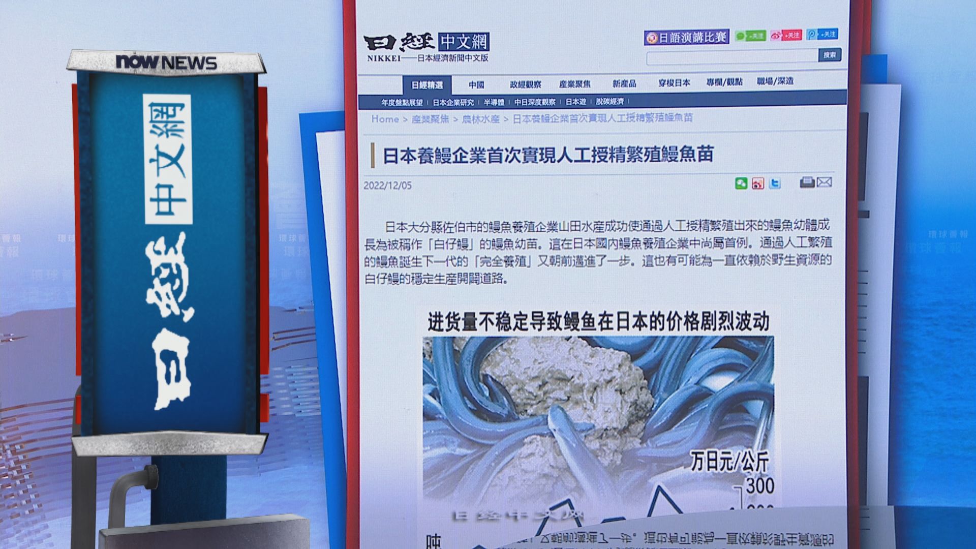 【環球薈報】日本企業培育出經人工授精繁殖的鰻魚幼苗