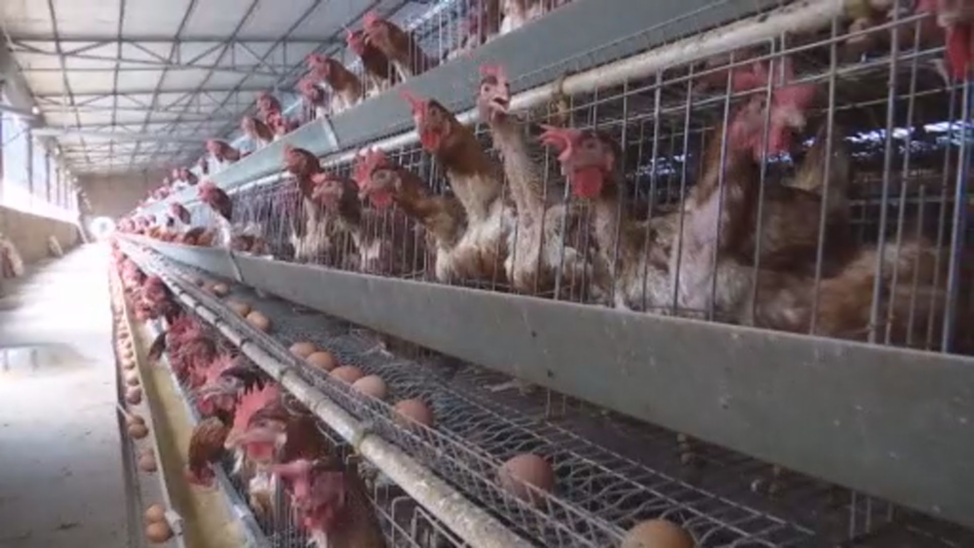 【環球薈報】本港團隊研發AI分辨雞的呼救聲助改善飼養環境