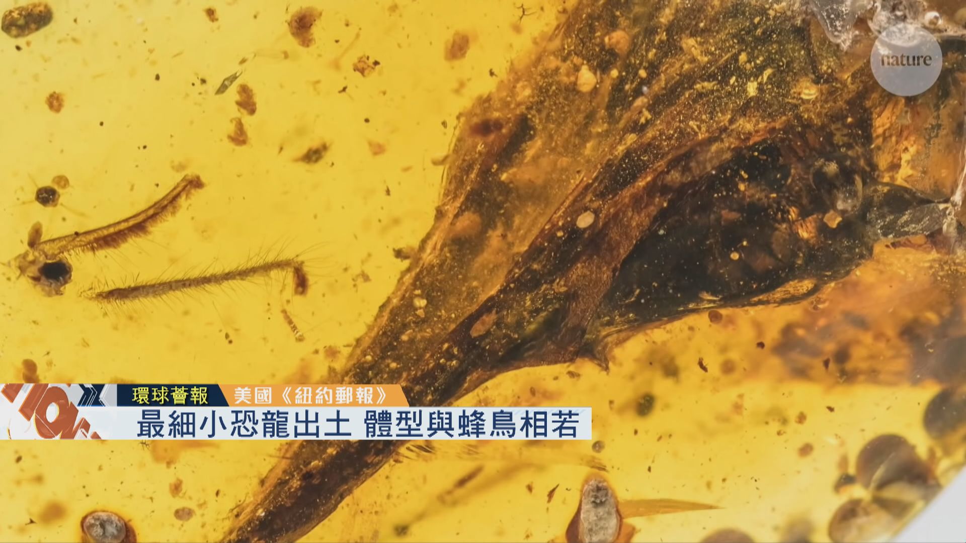 【環球薈報】最細小恐龍出土　體型與蜂鳥相若