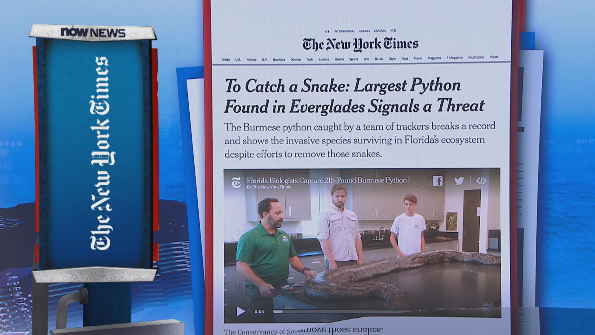 【環球薈報】佛羅里達州捕獲98公斤巨蟒破當地紀錄