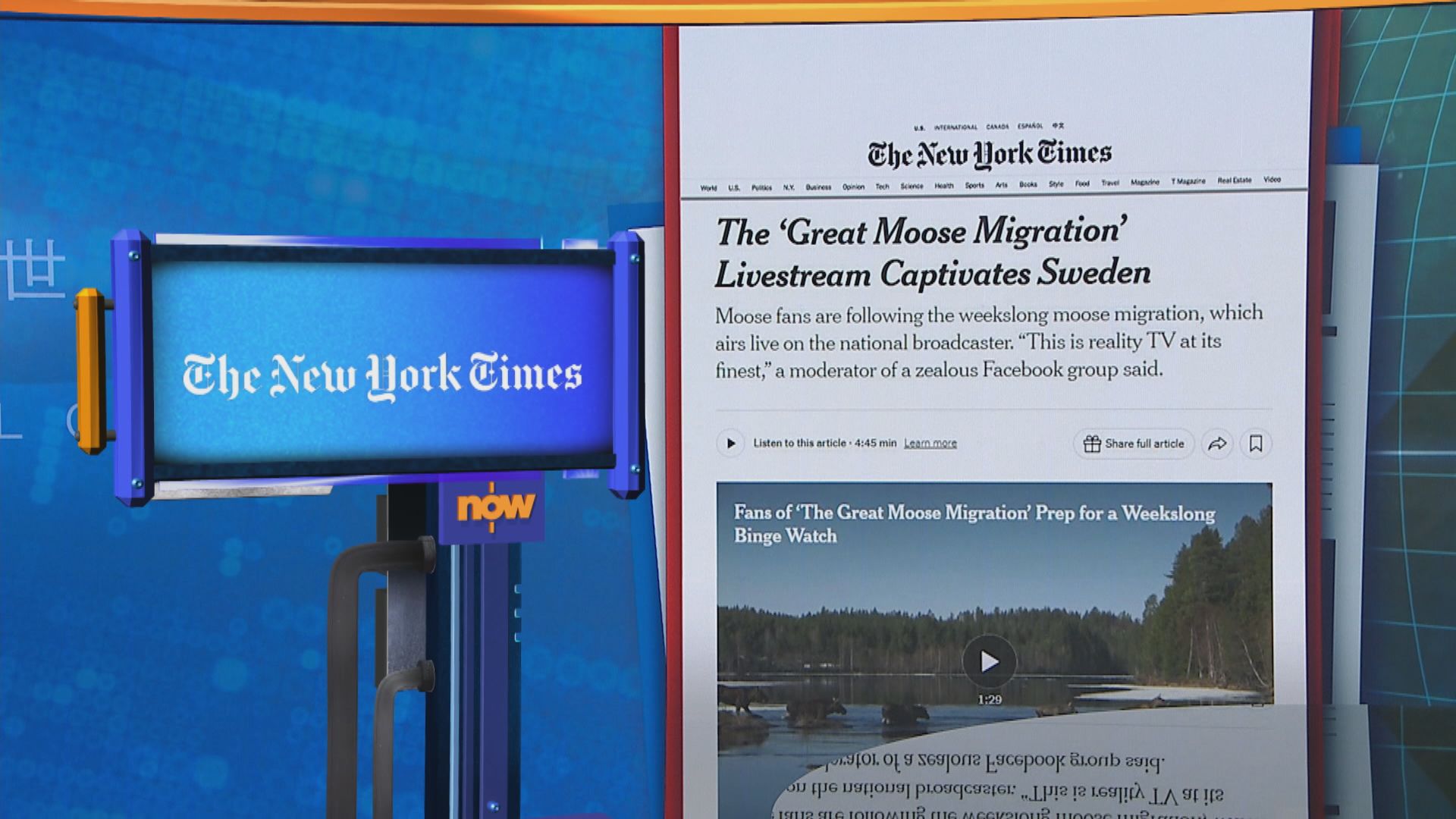 世味天下｜瑞典版《魚樂無窮》　駝鹿慢步遷徙三星期引近千萬人看直播