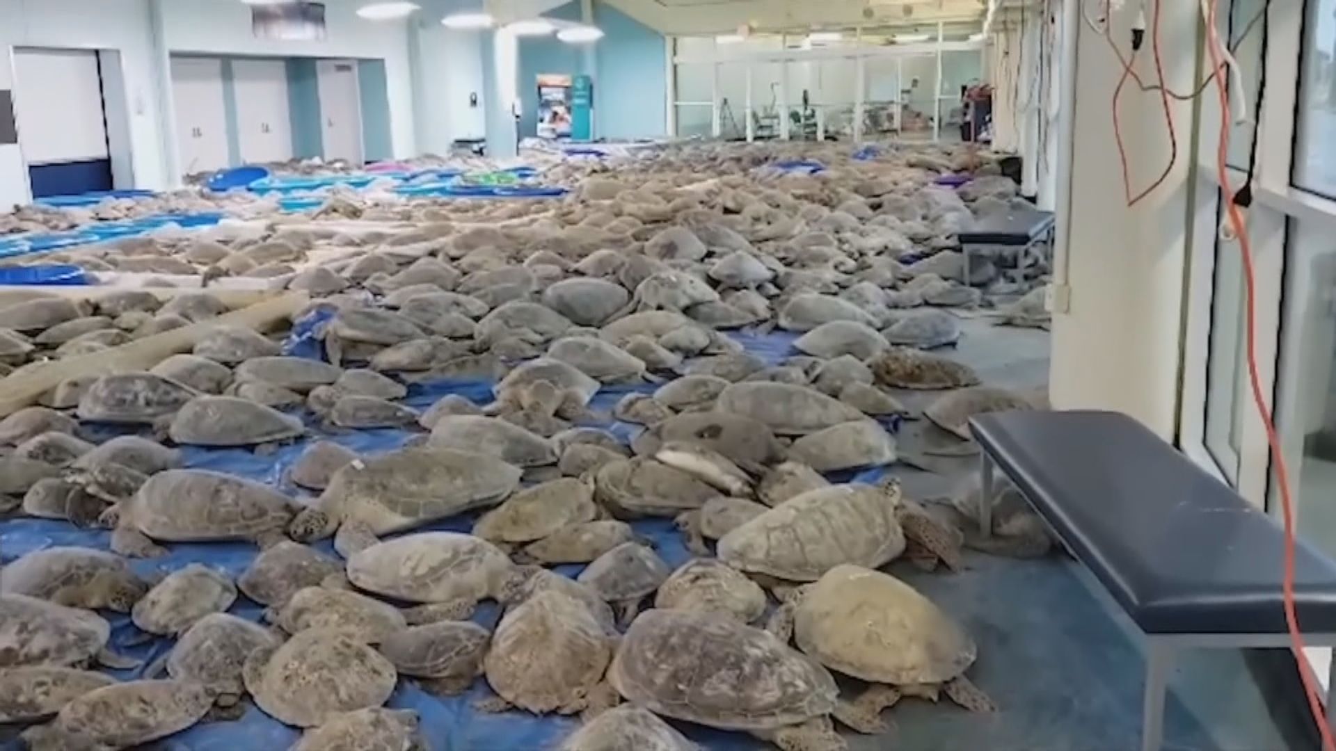 【環球薈報】美國保育組織搶救逾三千隻受極寒天氣威脅的海龜