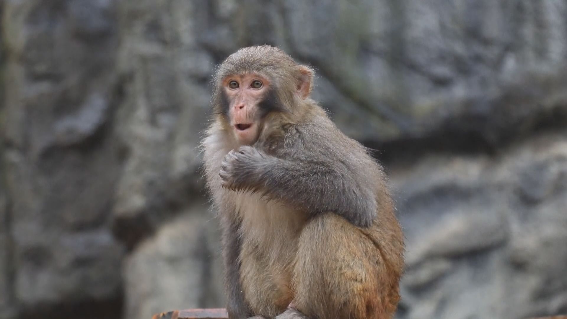 【環球薈報】美國科學家倡建立戰略猴子儲備