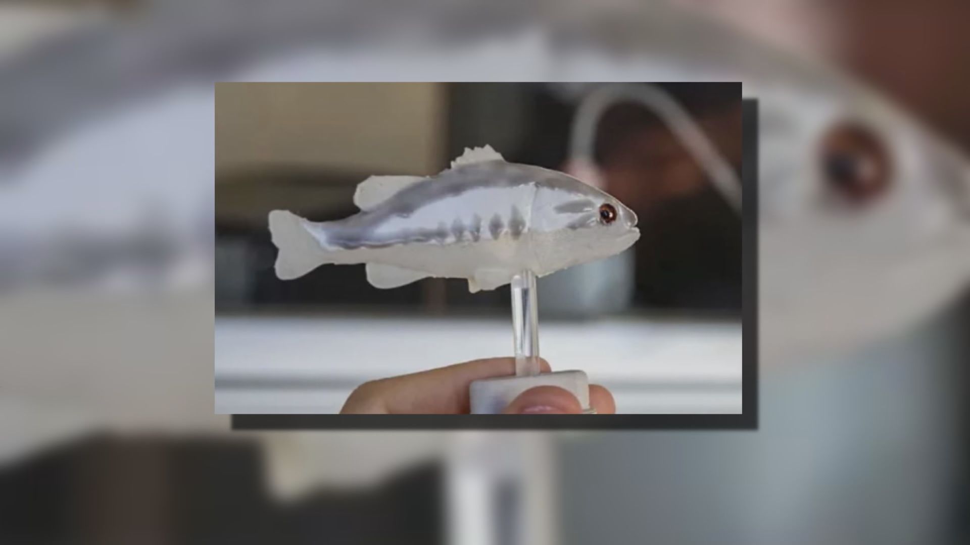 【環球薈報】機械魚模仿天敵　控制食蚊魚數目