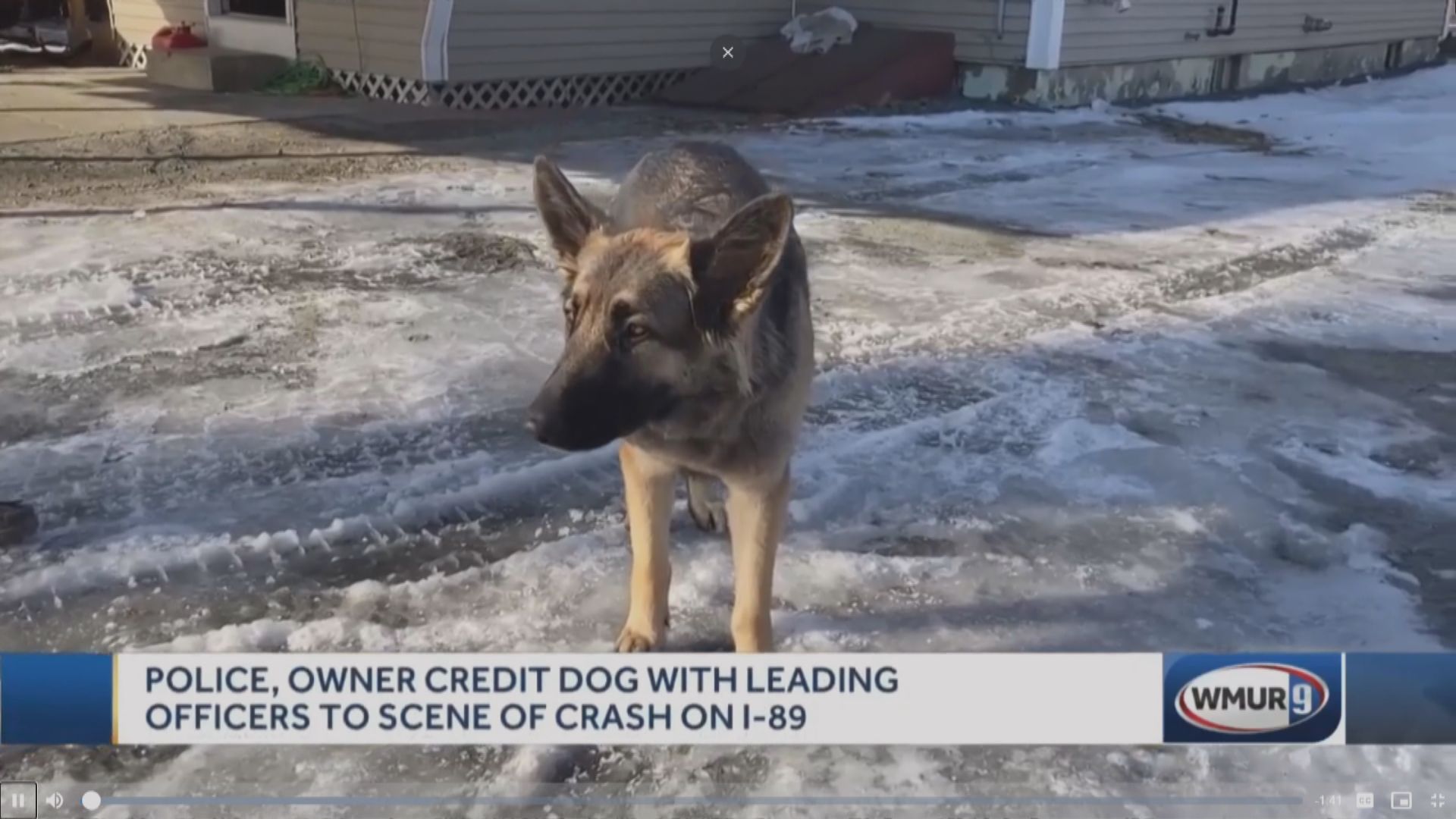 【環球薈報】美國牧羊犬為受傷主人求援獲高度讚賞