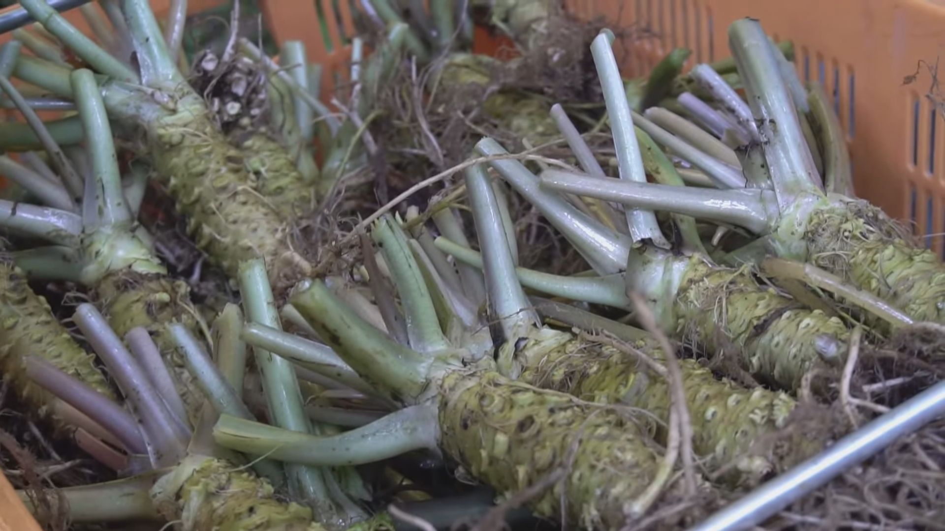 【環球薈報】氣候變化和後繼無人等因素威脅日本山葵種植