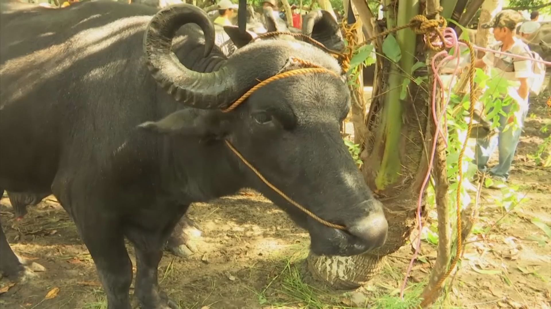 【環球薈報】菲律賓小鎮以牛為獎品鼓勵民眾接種疫苗