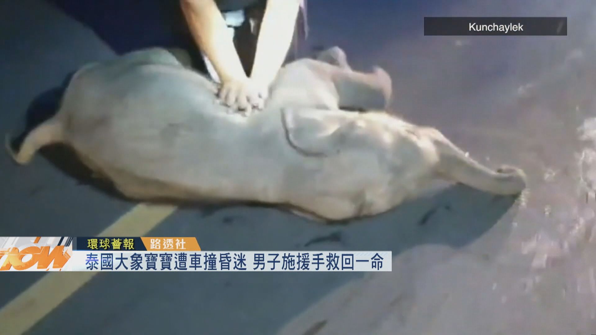 【環球薈報】泰國大象寶寶遭車撞昏迷　男子施援手救回一命